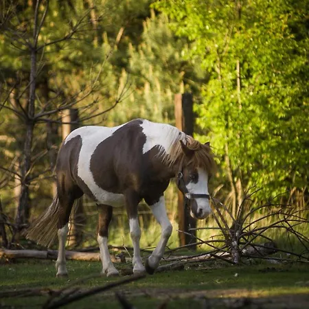 Feriegård Sokole Ranczo