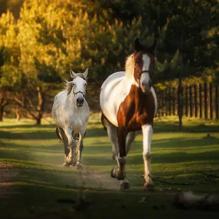 Фермерский дом Sokole Ranczo *
