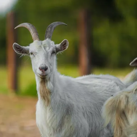 Sokole Ranczo Feriegård