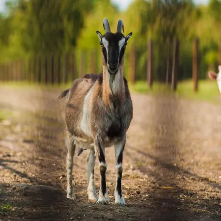 Sokole Ranczo * Biskupice Kocurów