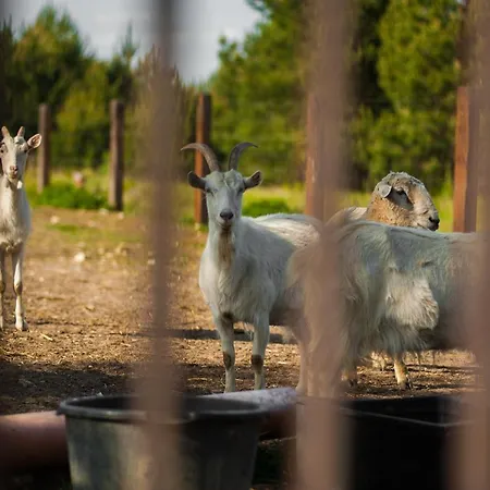 Sokole Ranczo Biskupice Kocurów