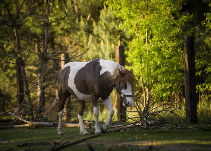 בית חווה Sokole Ranczo