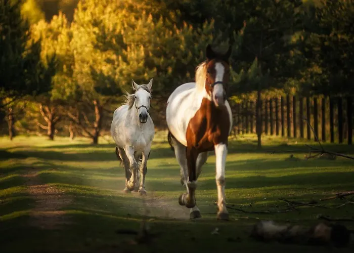 Gospodarstwo agroturystyczne Sokole Ranczo *