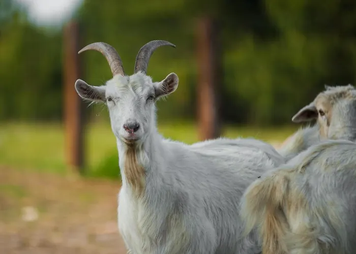 Sokole Ranczo Gospodarstwo agroturystyczne