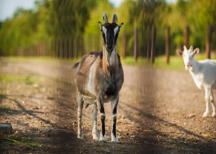 Sokole Ranczo * Biskupice Kocurów