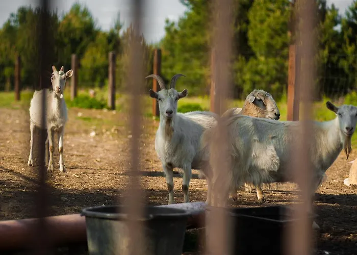 Sokole Ranczo Biskupice Kocurów